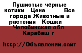 Пушистые чёрные котики › Цена ­ 100 - Все города Животные и растения » Кошки   . Челябинская обл.,Карабаш г.